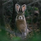 Оля "Hare"... (заяц)...