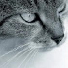 Олег Мастерок