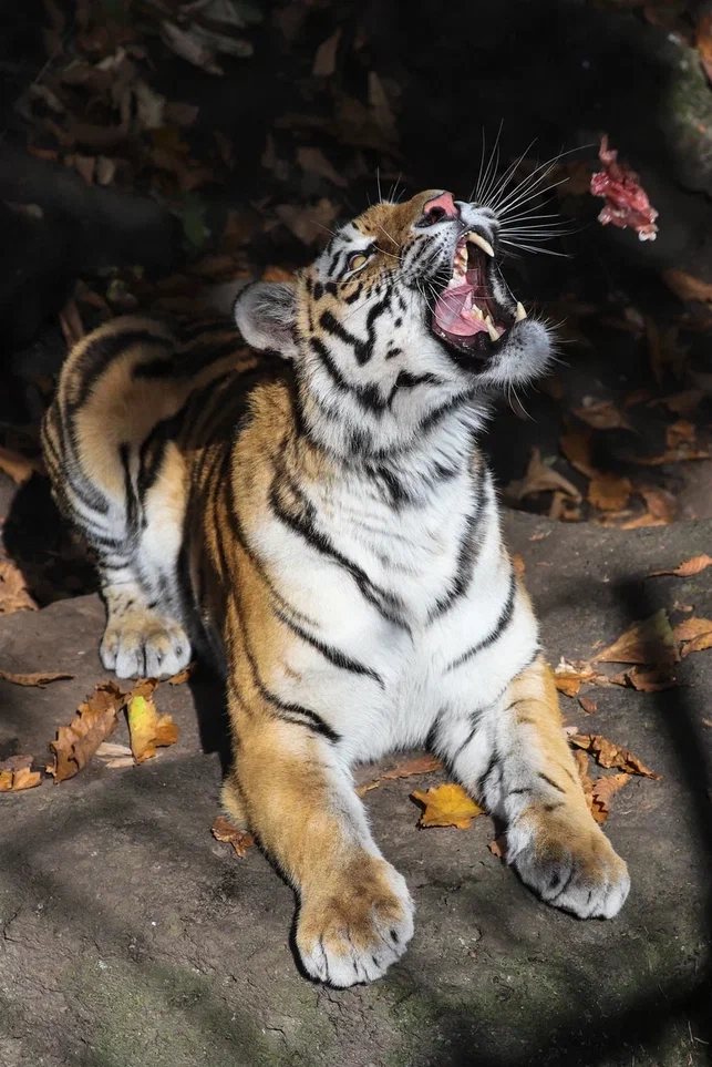 Сбербанк вчера в программе  QСкальп показавал постоянные продажи.....