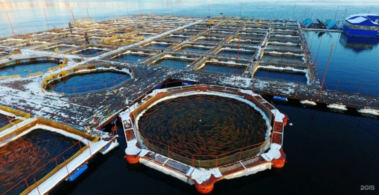 Инарктика под угрозой! Появился конкурент !