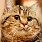 Алексей Елисеев