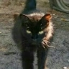 Владимир Терентьев