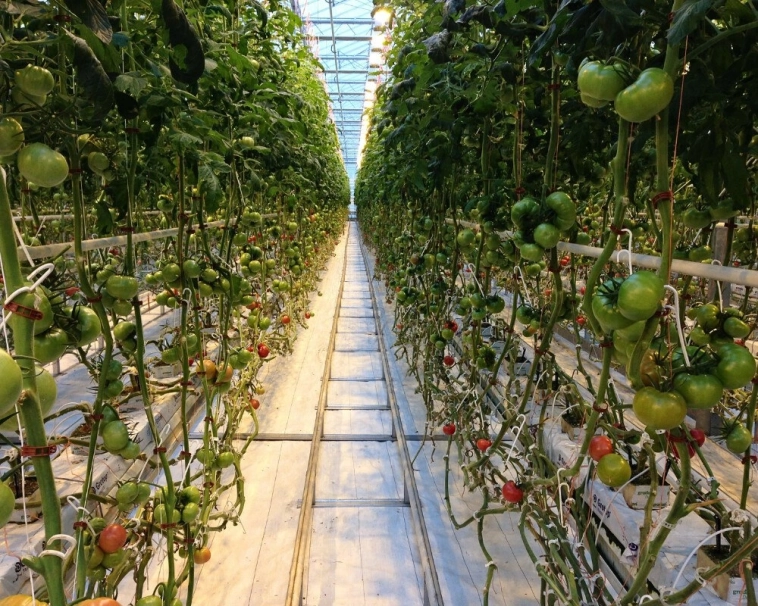 Новые заводы России: контроллеры, мусоровозы, автокраны. Декабрь 2024, 4-я часть Новые заводы России: контроллеры, мусоровозы, автокраны. Декабрь 2024, 4-я часть