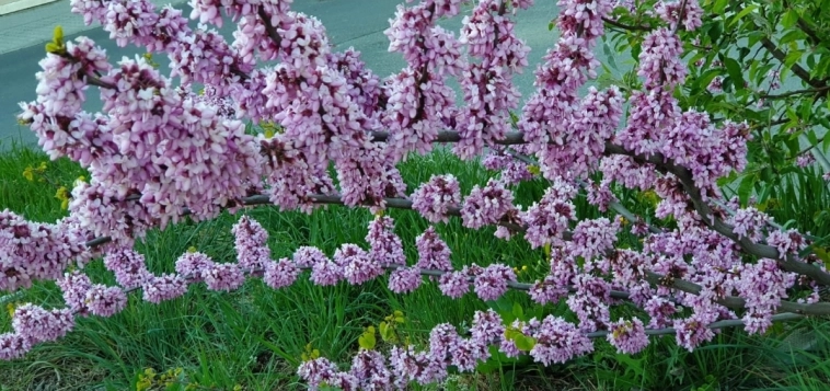 Азия. Среда.