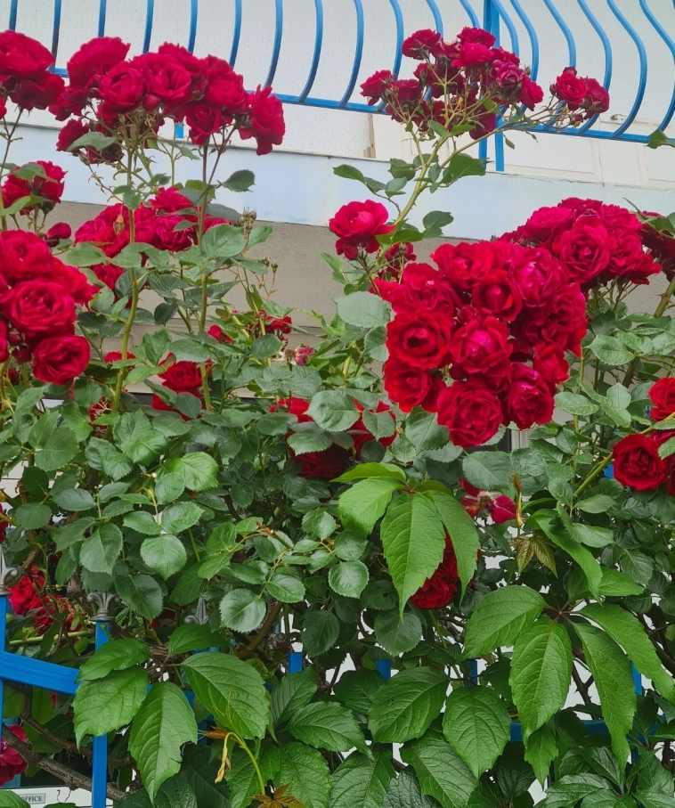 Азия. Вторник.