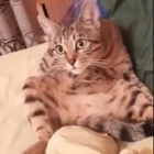 Сергей Вомарба