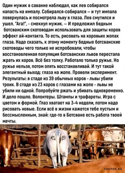 Рубрика - поржать на ночь