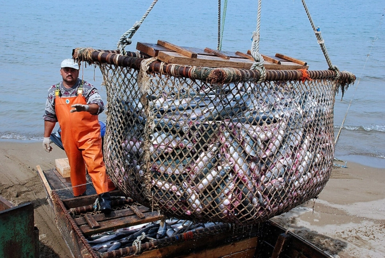 Рекордный вылов рыбы, осетровые в Азовском море и падение спроса на консервы
