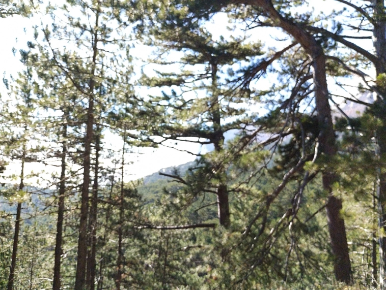 ⛰️ Ай Петри / Восхождение 🧗 100+ фото