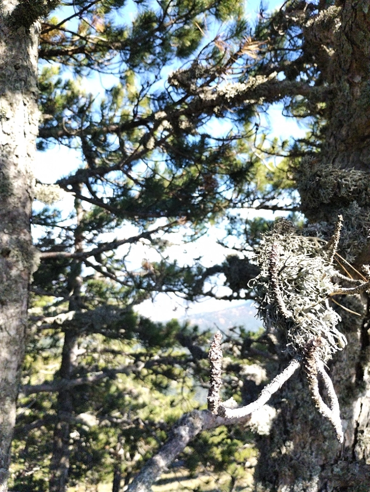 ⛰️ Ай Петри / Восхождение 🧗 100+ фото