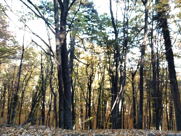 ⛰️ Ай Петри / Восхождение 🧗 100+ фото