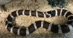 Победная неделя