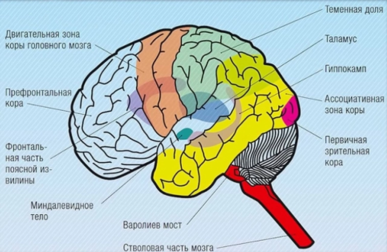 Основные участки головного мозга Основные участки головного мозга
