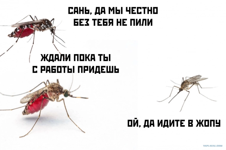 От комаров не отмашешься: в Аргентине острый дефицит средств от насекомых на фоне эпидемии лихорадки денге