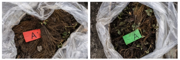 Как я закрыл свой бизнес по выращиванию клубники, или что бывает, если закопать 5 млн в землю Как я закрыл свой бизнес по выращиванию клубники, или что бывает, если закопать 5 млн в землю