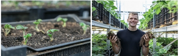 Как я закрыл свой бизнес по выращиванию клубники, или что бывает, если закопать 5 млн в землю Как я закрыл свой бизнес по выращиванию клубники, или что бывает, если закопать 5 млн в землю