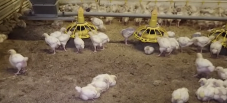 Как я потратил 250 миллионов в деревне Как я потратил 250 миллионов в деревне