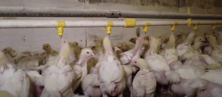 Как я потратил 250 миллионов в деревне Как я потратил 250 миллионов в деревне