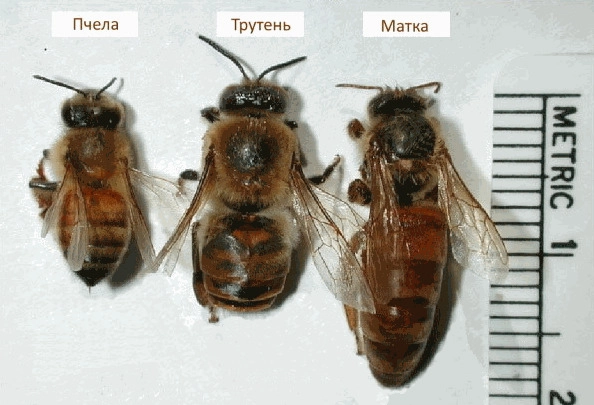 На производстве нет выходных, служебное жилье – каморка, работают за еду, а штат все равно растет На производстве нет выходных, служебное жилье – каморка, работают за еду, а штат все равно растет