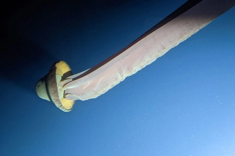 Монстры из морей: пять крупнейших обитателей глубин