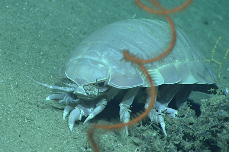 Монстры из морей: пять крупнейших обитателей глубин