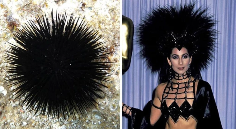 20 Животных, которые похожи на Знаменитостей.