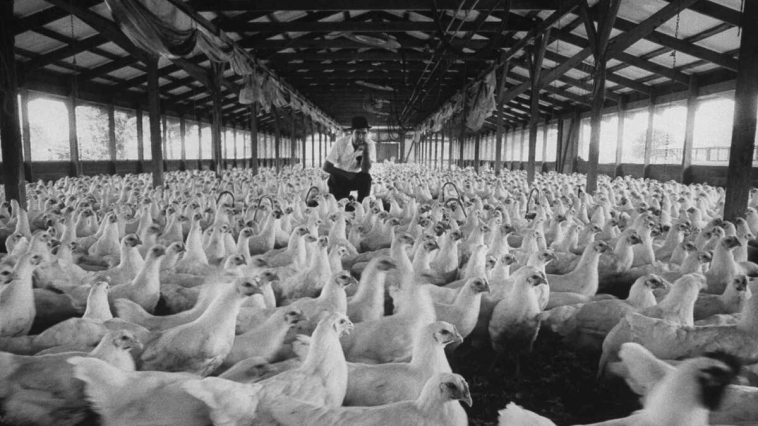 7 спорных торговых войн в истории США. От Бостонского чаепития до «банановых войн» 1990-х годов торговые войны США приносили американцам неоднозначные результаты