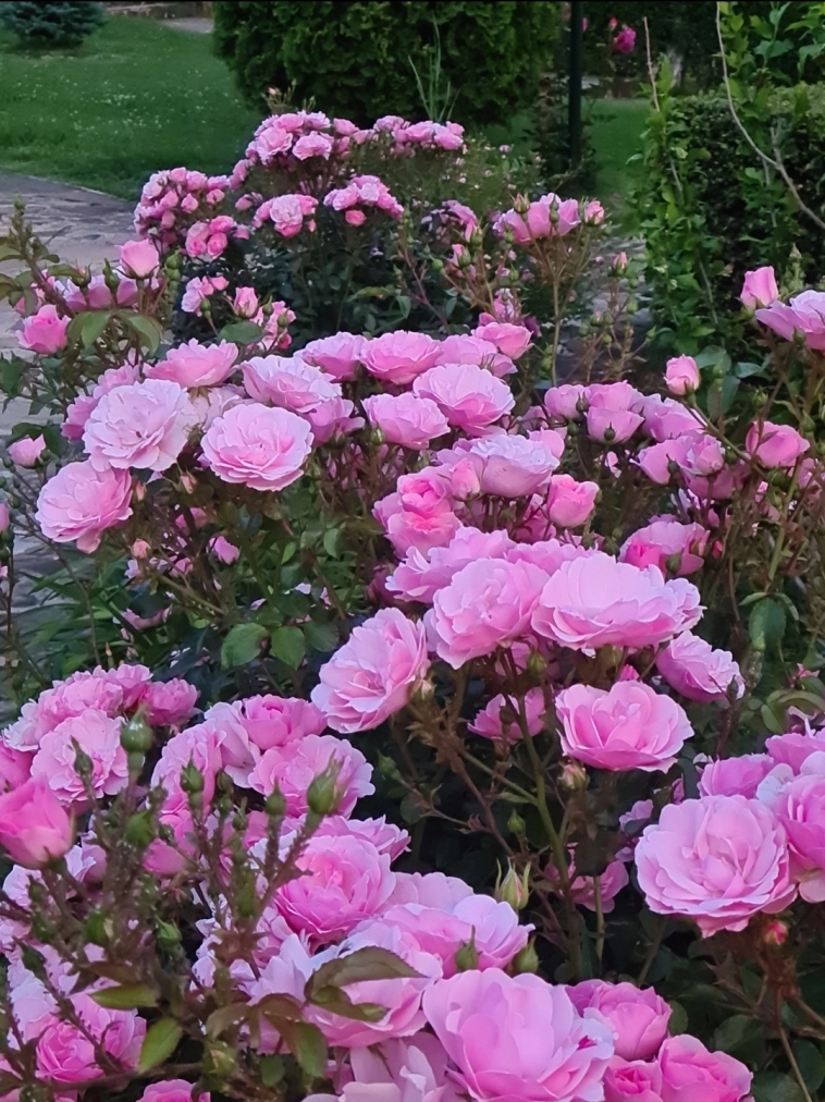 Азия. Среда.