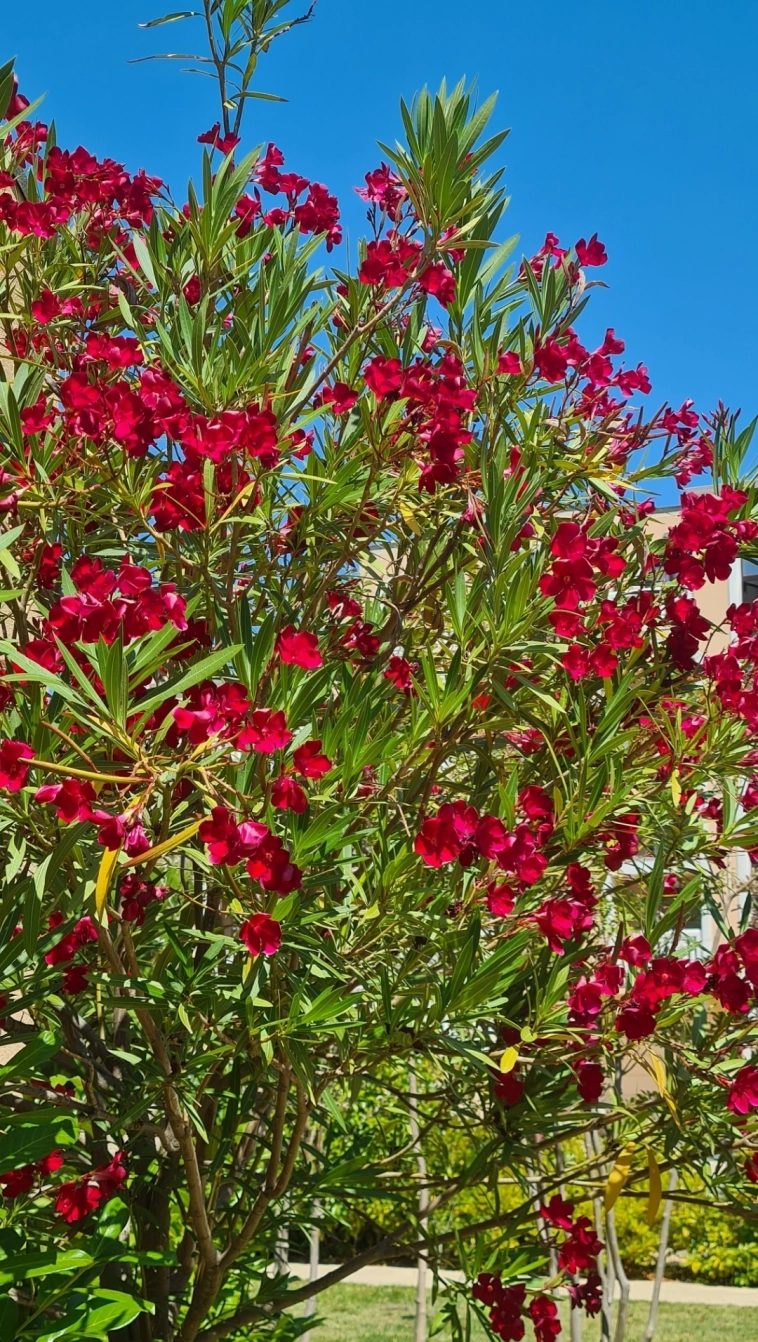 Азия. Среда.