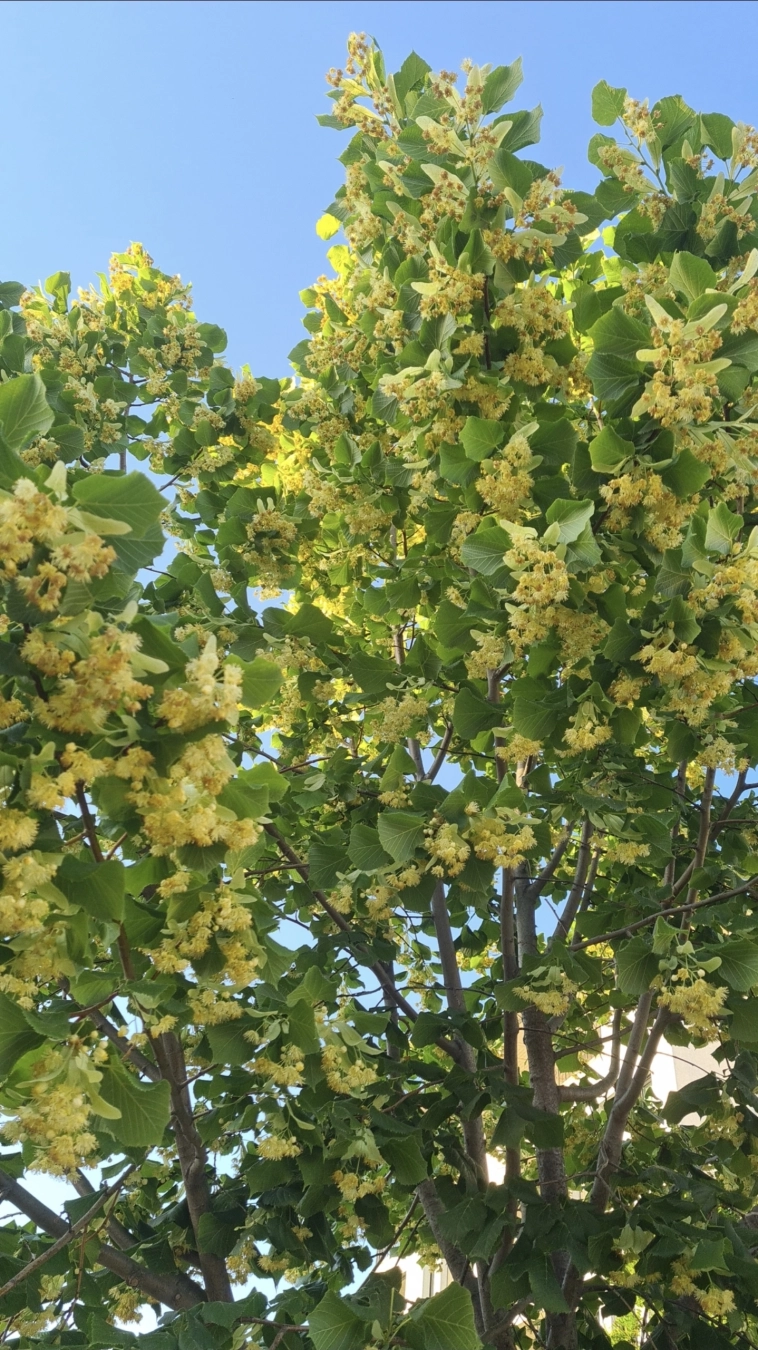 Азия. Пятница.