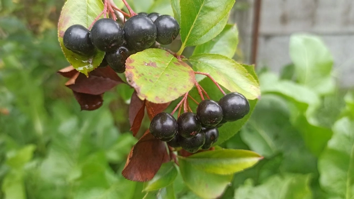 Самые стабильные дивиденды