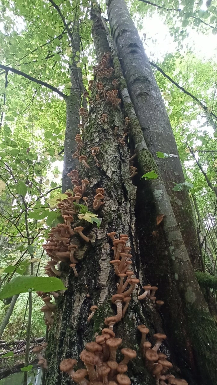 Грибные инвестиции 🍁🍄