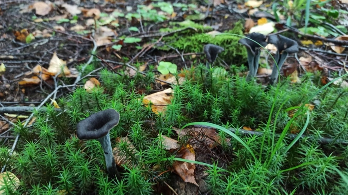 Грибные инвестиции 🍁🍄