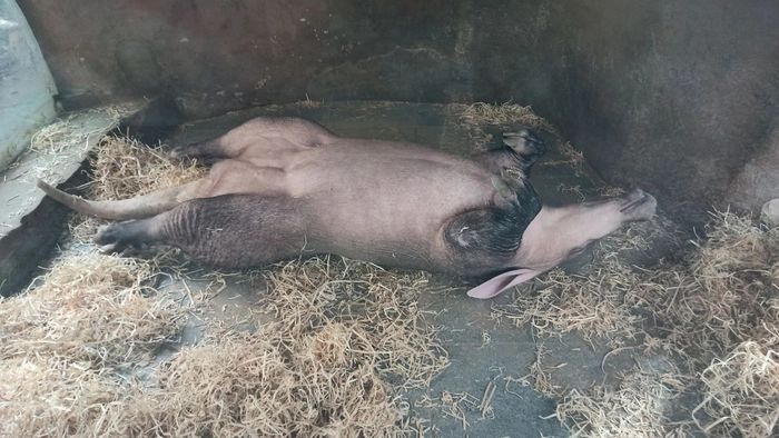 Калининградский зоопарк