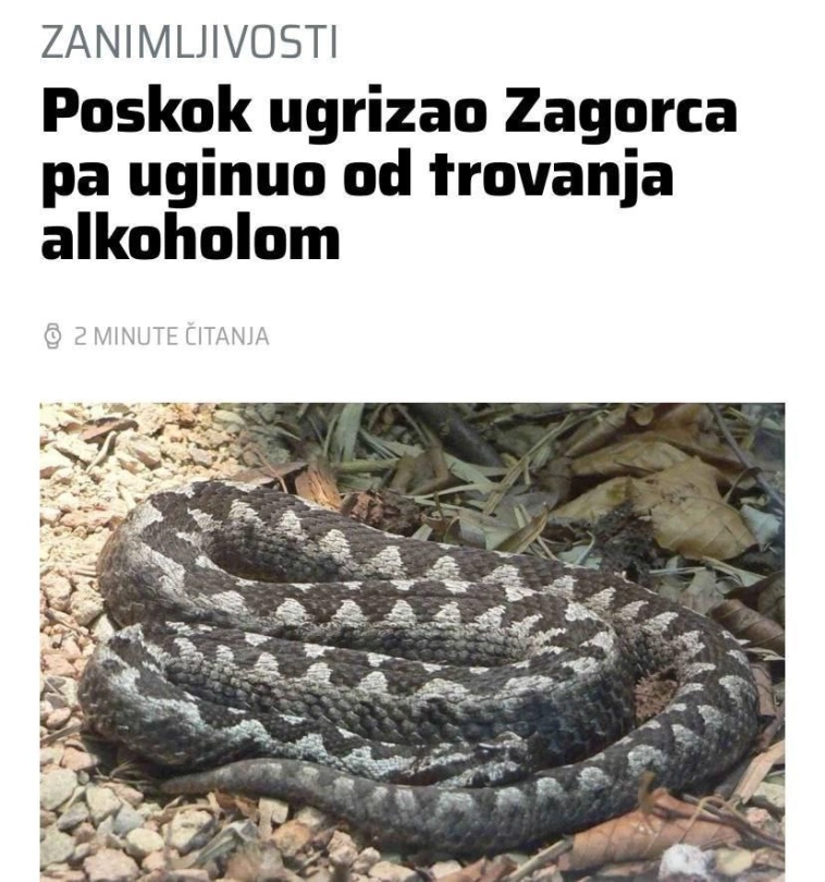 Гадюка укусила пьяного мужика и умерла.