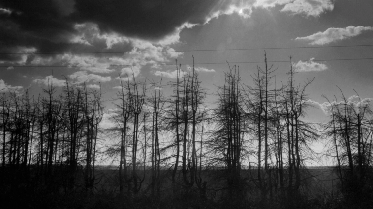 Почему власти не берегут сталинское наследие — лесополосы