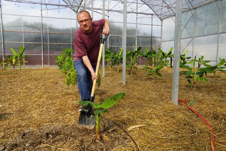 Экономика России будет прирастать бананами