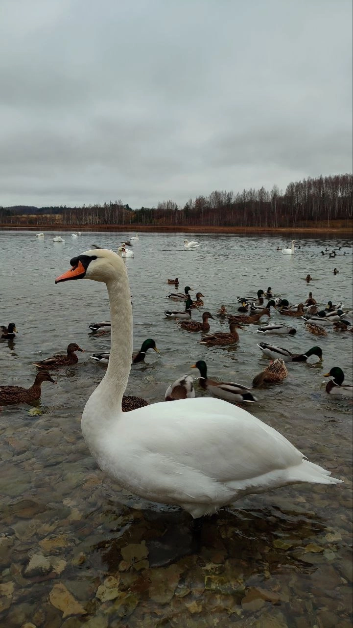 🏰 Путешествие в Средневековье: Псков — Изборск — Печоры