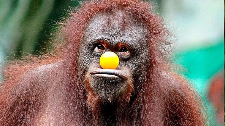 Сравнение аналитиков🤗