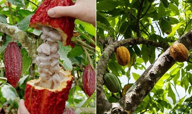 Шоколадный бизнес уничтожает африканские леса и земли. Как Кот-д’Ивуар планирует восстановить их за $1,5 млрд...