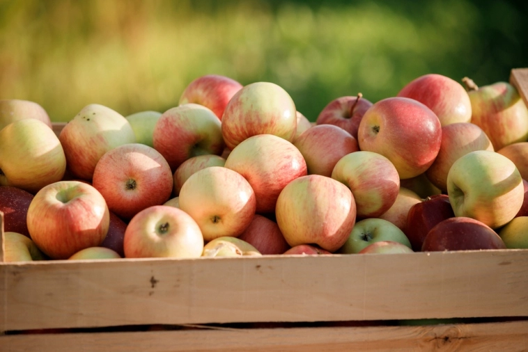 Эксперты "РГ": Как майские морозы и снегопады повлияли на урожай фруктов///