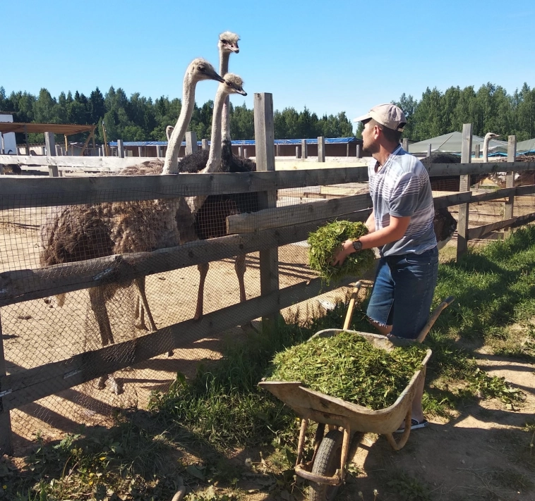 У меня было 11 млн, я мог вложить их в квартиру, но вложил в страусов, вот что вышло