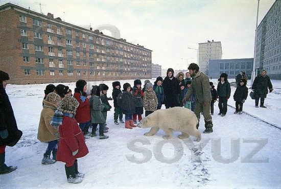 ГМК - нашествие кровожадных белых медведей на Норильск!
