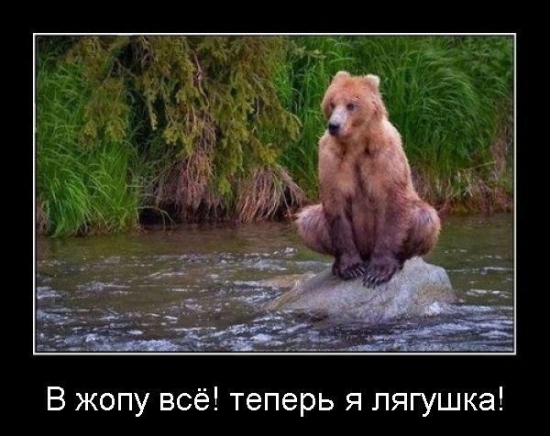 Улыбнуло :) или ситуация с медведями на данный момент