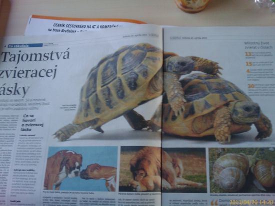 черепахи на SME )
