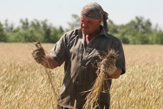 Пшеница на пике с сентября прошлого года!!! Рост продолжится?