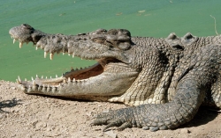 Ниал Фуллер (Nial Fuller): Чему трейдерам стоит поучиться у крокодилов