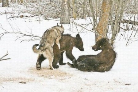 Рынок бычий или медвежий?....Волчий!)))