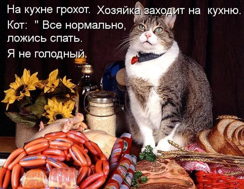 Коты и сосиски. Кот с колбами. Кот с колбасой. Коты и сарделька. После обеда хозяин