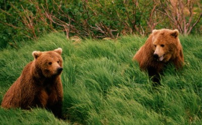 Два медведя,по кличкам СИЗый и  БРЕНТ,готовятся напасть  на РИЗу)